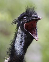 Emu